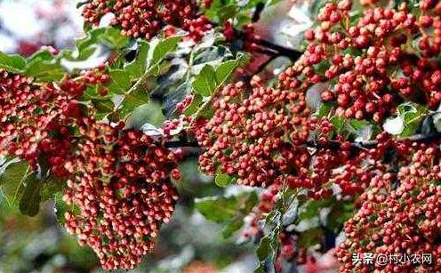 怎样种出高产花椒,农民种花椒技术视频