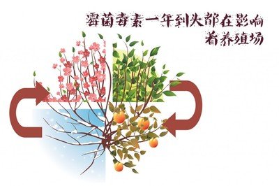 家禽养殖中如何避免霉菌毒素中毒,家禽饲料中霉菌毒素最高标准