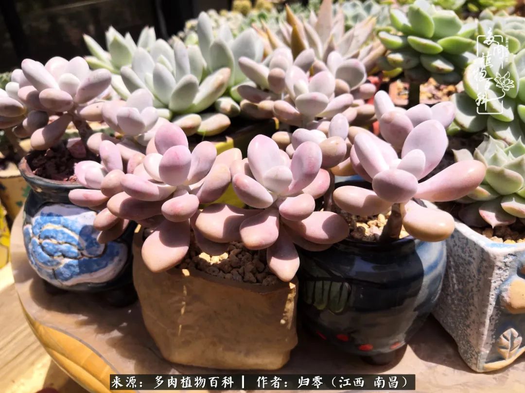 人生转个弯,在小院遇见落入凡间的多肉小精灵