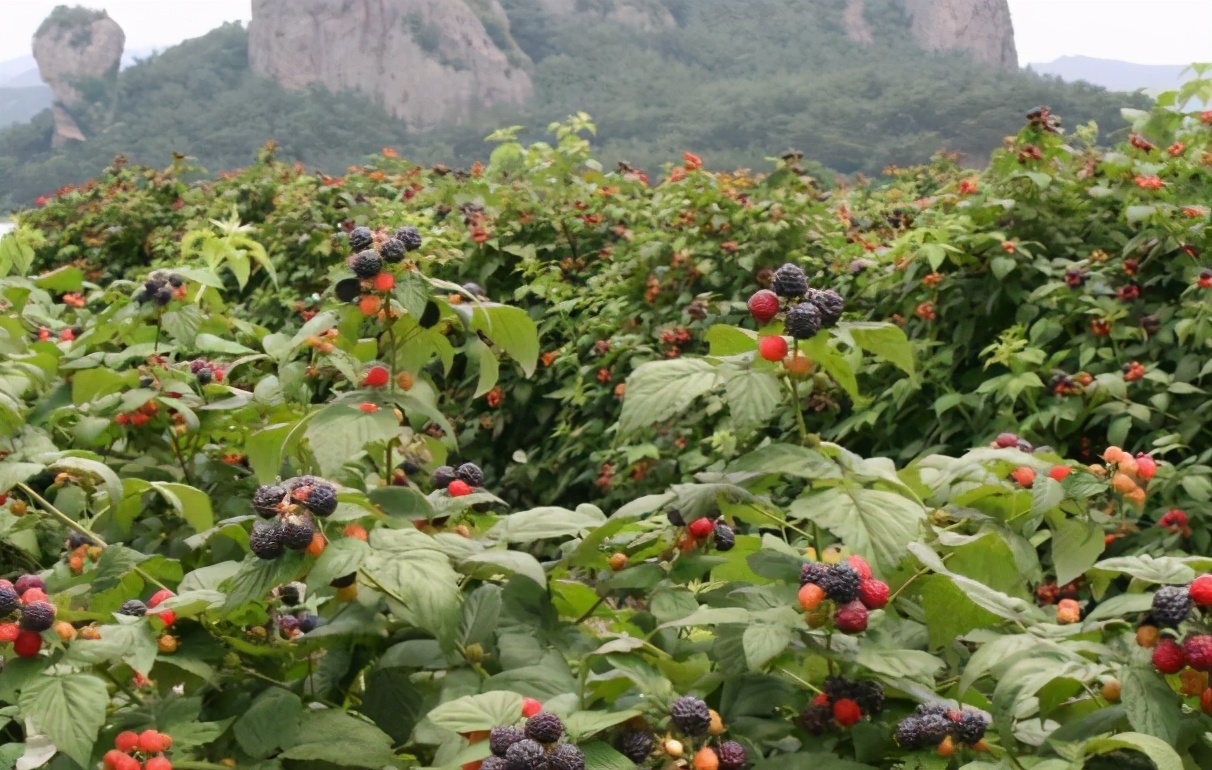 树莓是什么中药,树莓和覆盆子药材区别