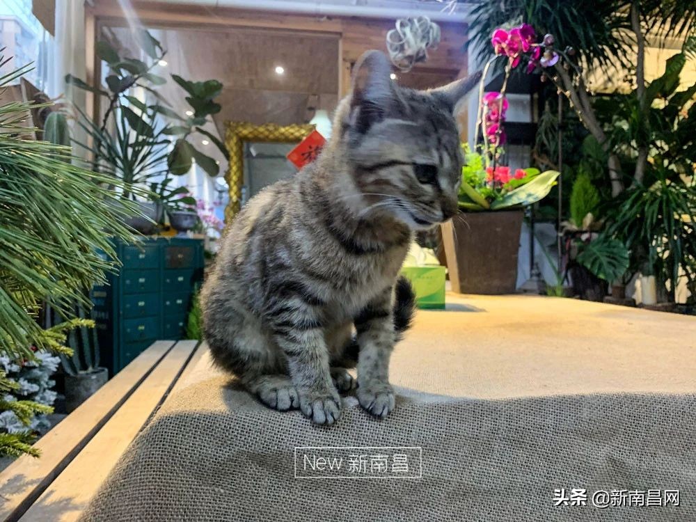 南昌花市有哪些地方,南昌花市批发市场