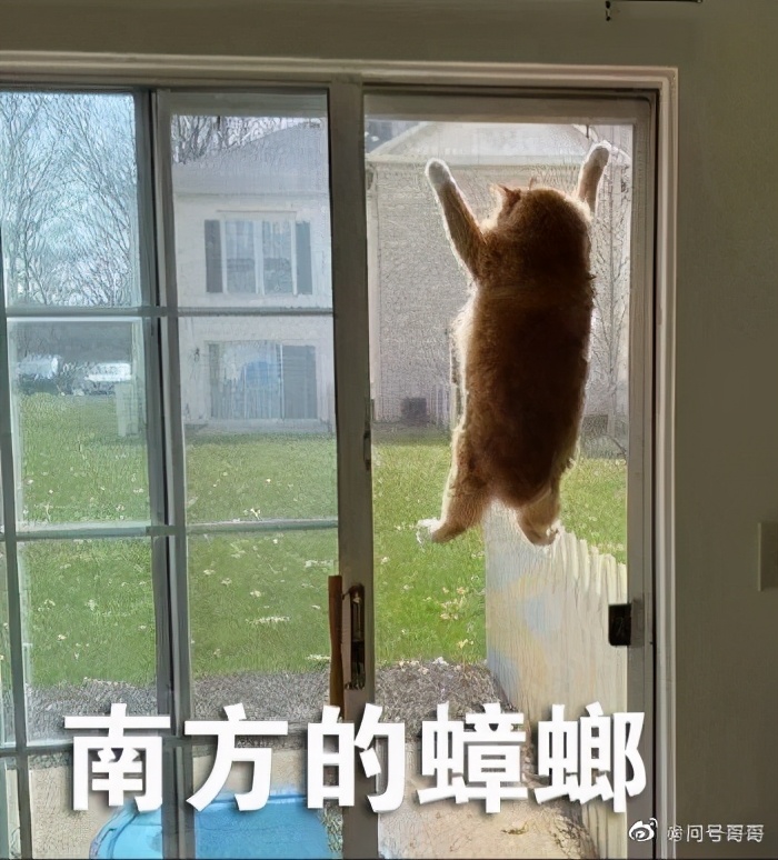 巨型蟑螂南方大蟑螂,广东巨型蟑螂和北方蟑螂对话