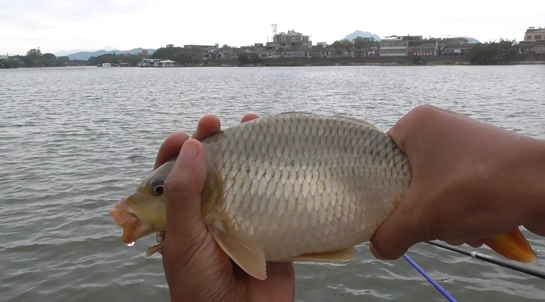 长江禁钓解禁时间,长江禁渔期解禁钓鱼