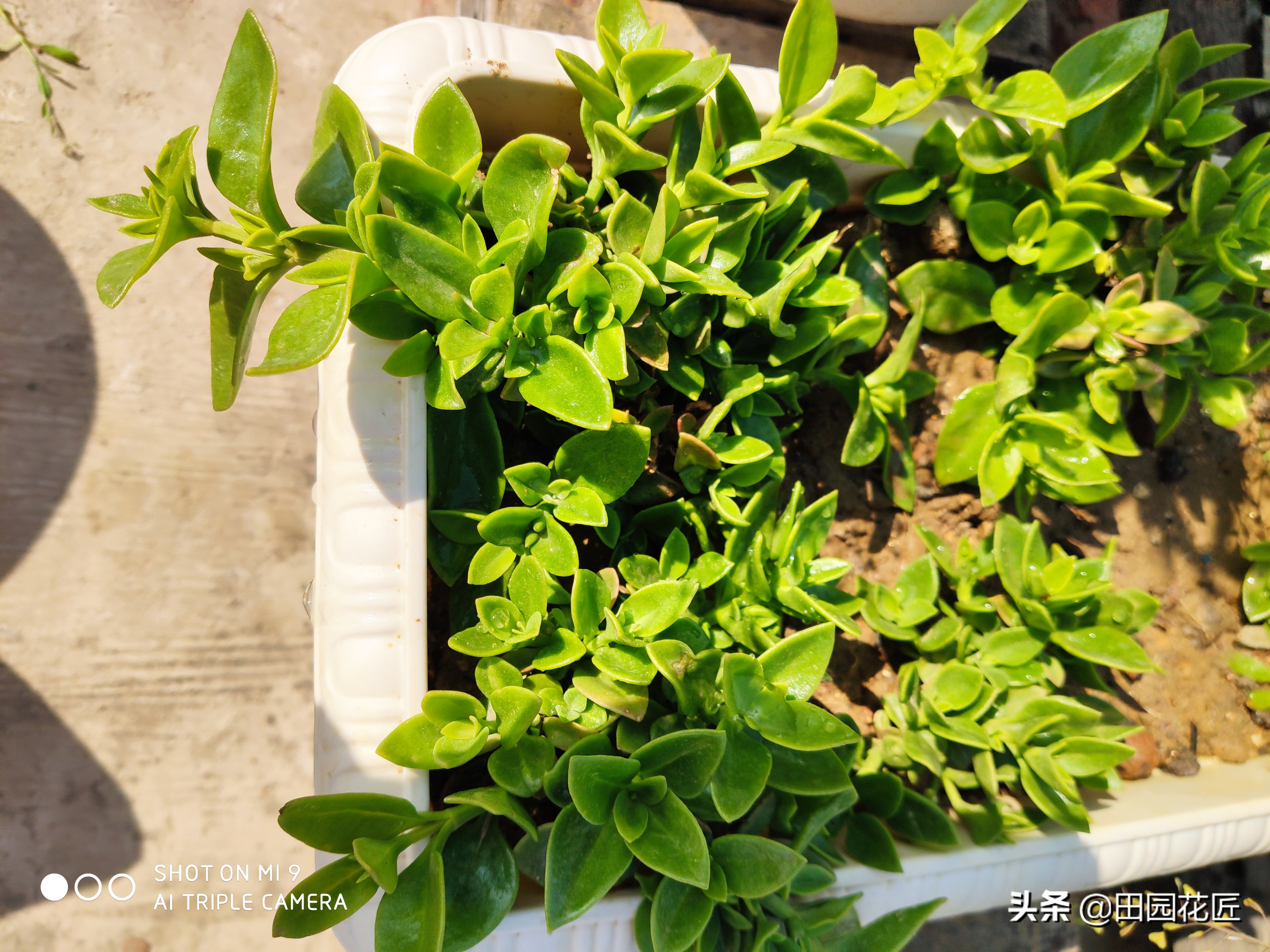 牡丹吊兰叶片黄？听听养殖老手的养殖经验分享，轻松找到黄化原因