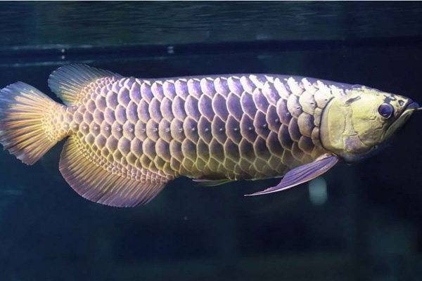 金龙鱼为什么价格便宜,金龙鱼跟红龙鱼哪个贵