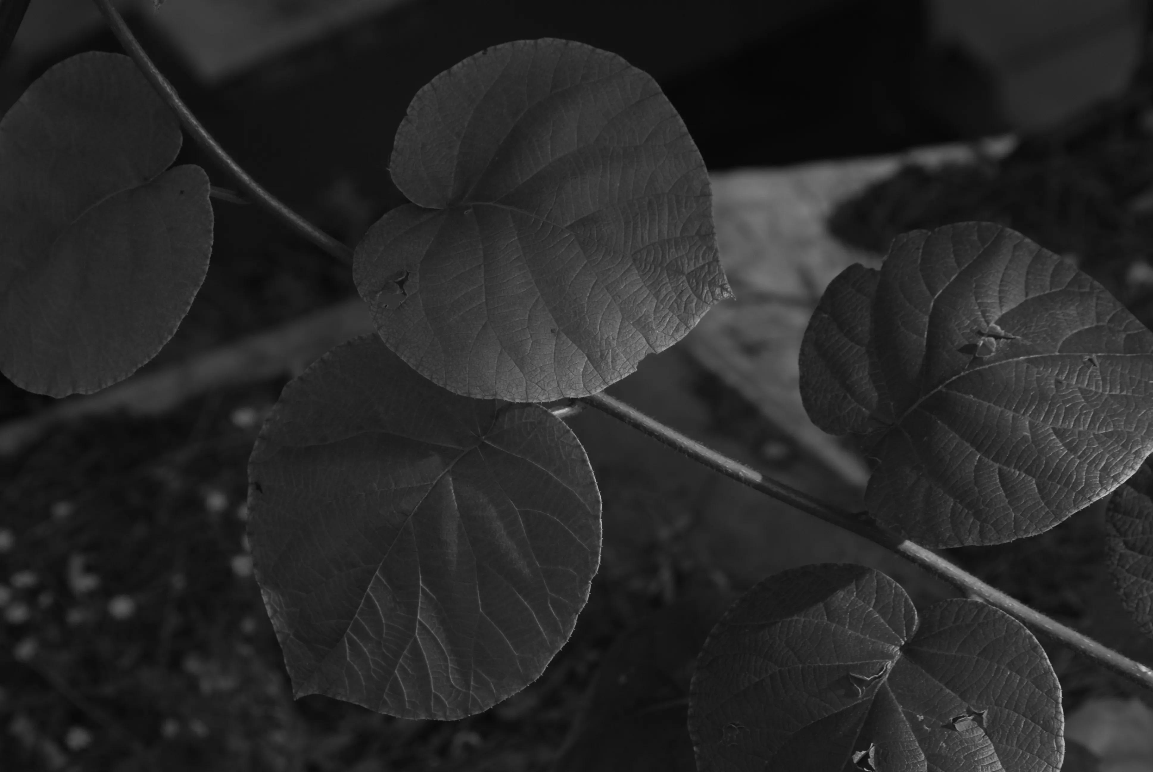 1000元二手全画幅单反相机推荐,2022最建议买的二手单反相机