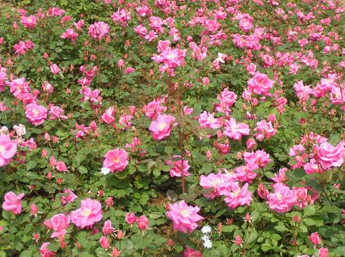 济南几大怪,济南十大怪事件