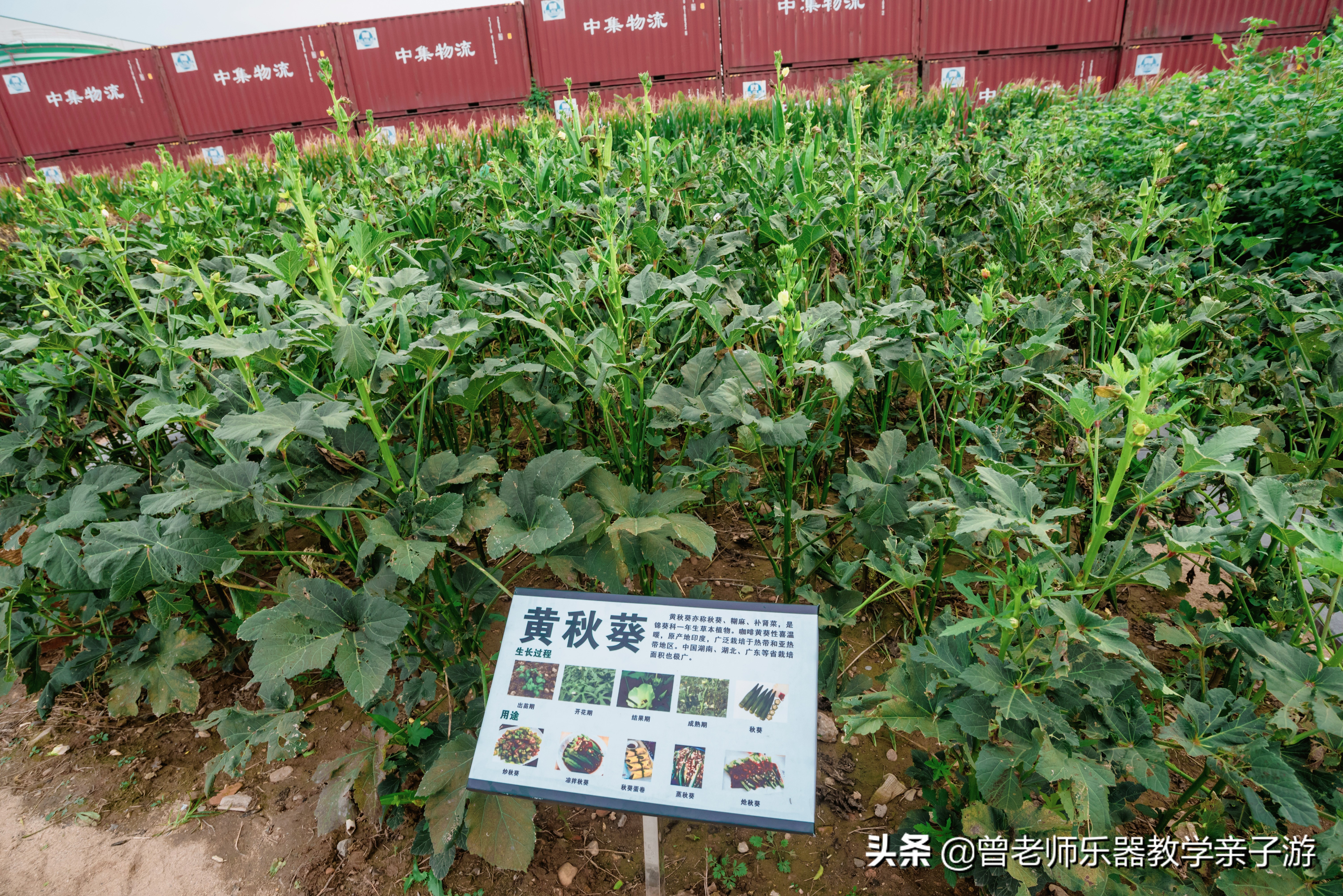 爱菊研学游,爱菊丝路文化菊花园西安