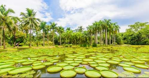 西双版纳原始森林门票,西双版纳所有景点门票一览表