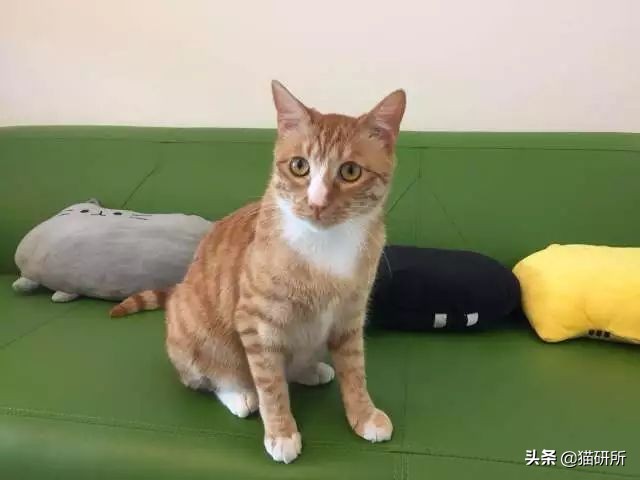 猫砂世界最重要的发明之一,为什么说猫砂是伟大的发明