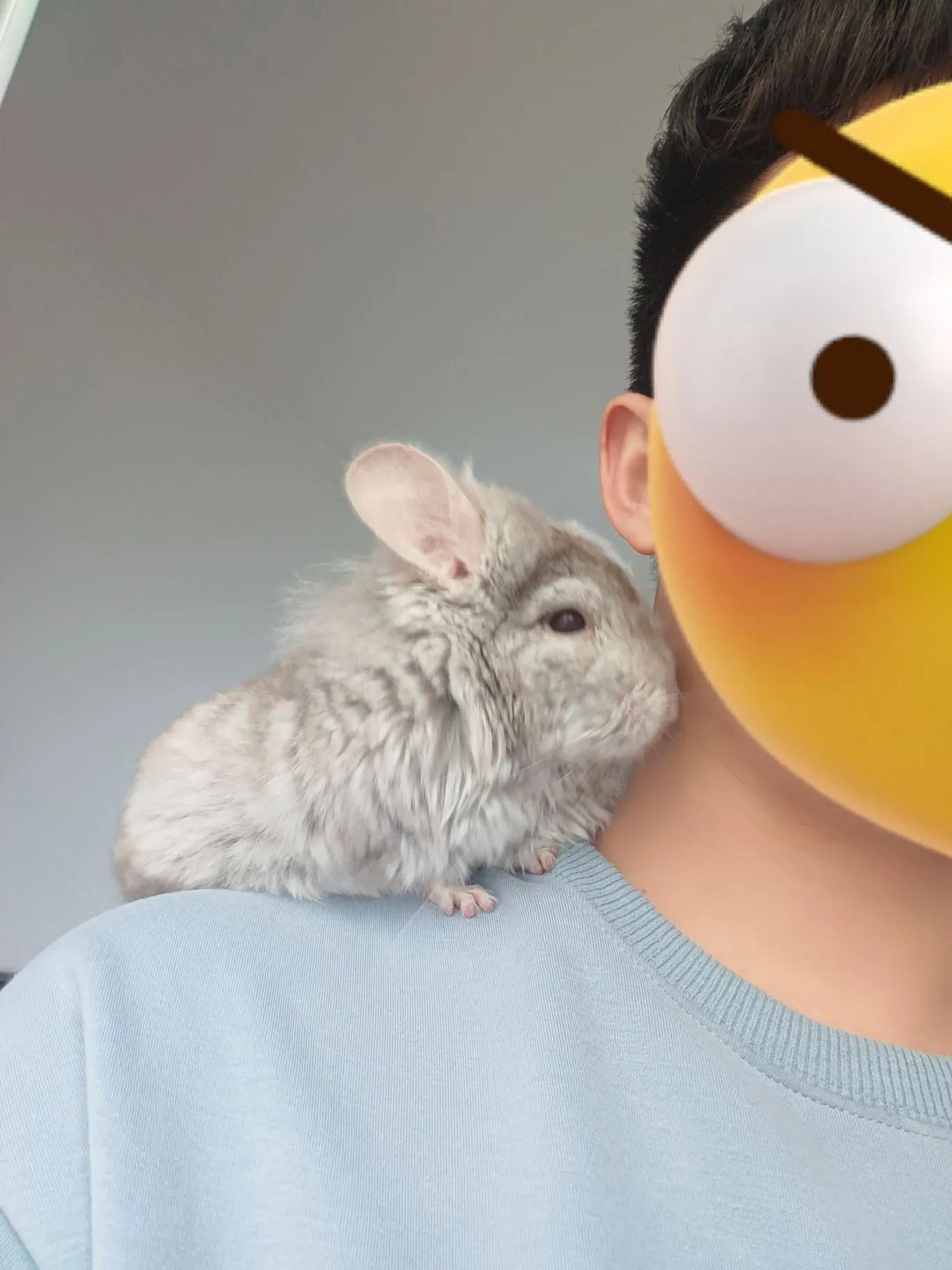 宫崎骏的龙猫为什么会成为经典,宫崎骏龙猫可爱片段