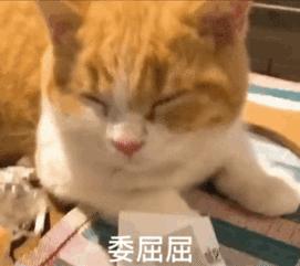 猫咪有哪些必须做的手术,猫咪的残忍手术
