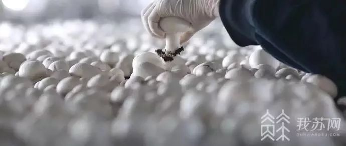 从边陲小镇到魅力之城的华丽转身,从产业地到产业高地的转变