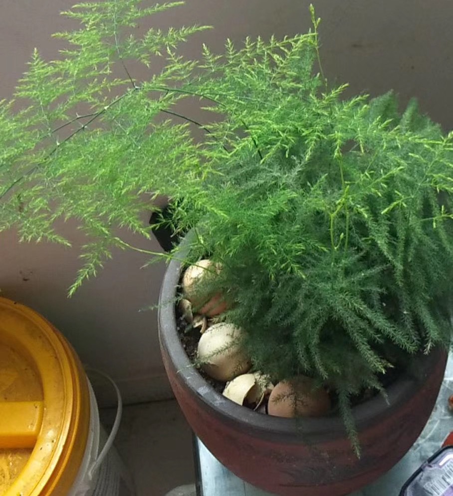 花盆里有白色小虫子还不怕水,花盆里有小虫子