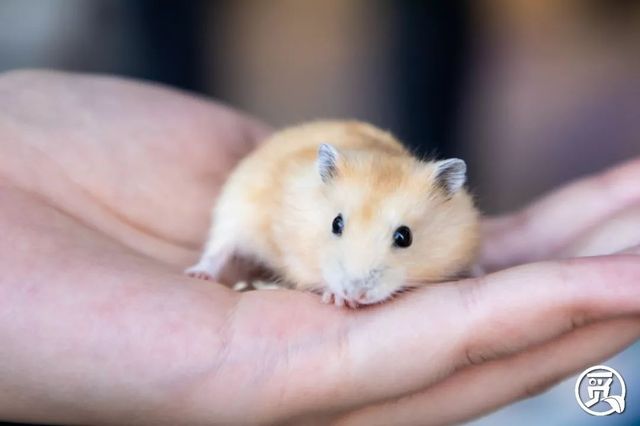 深圳花店有什么花,深圳龙华花店订花送花