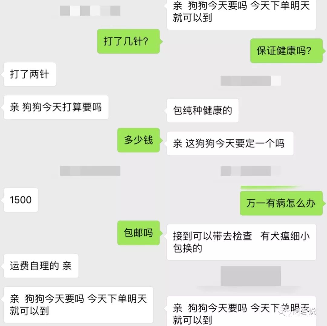 揭秘非法贩猫产业链,揭秘行业秘密