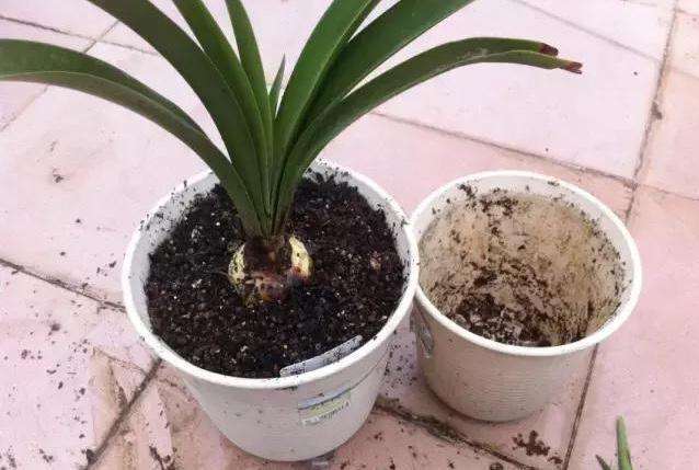 烂根花卉怎么处理,花根烂根怎么处理