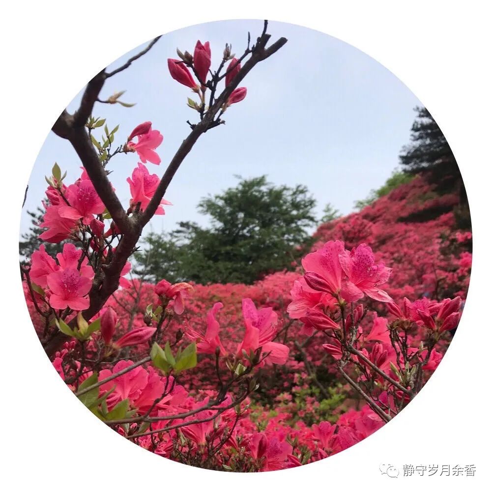 情满龟峰·诗涌花海