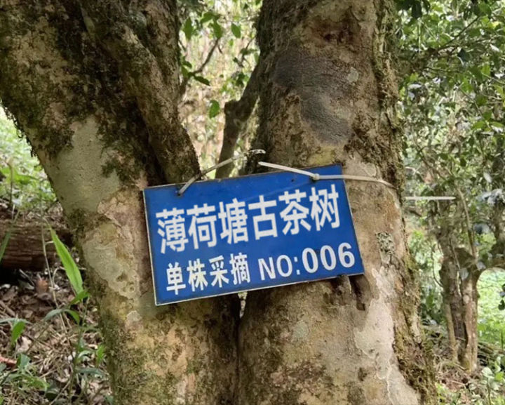 用一句话描述各山头普洱茶的特点,普洱茶六大名山头茶的特点介绍