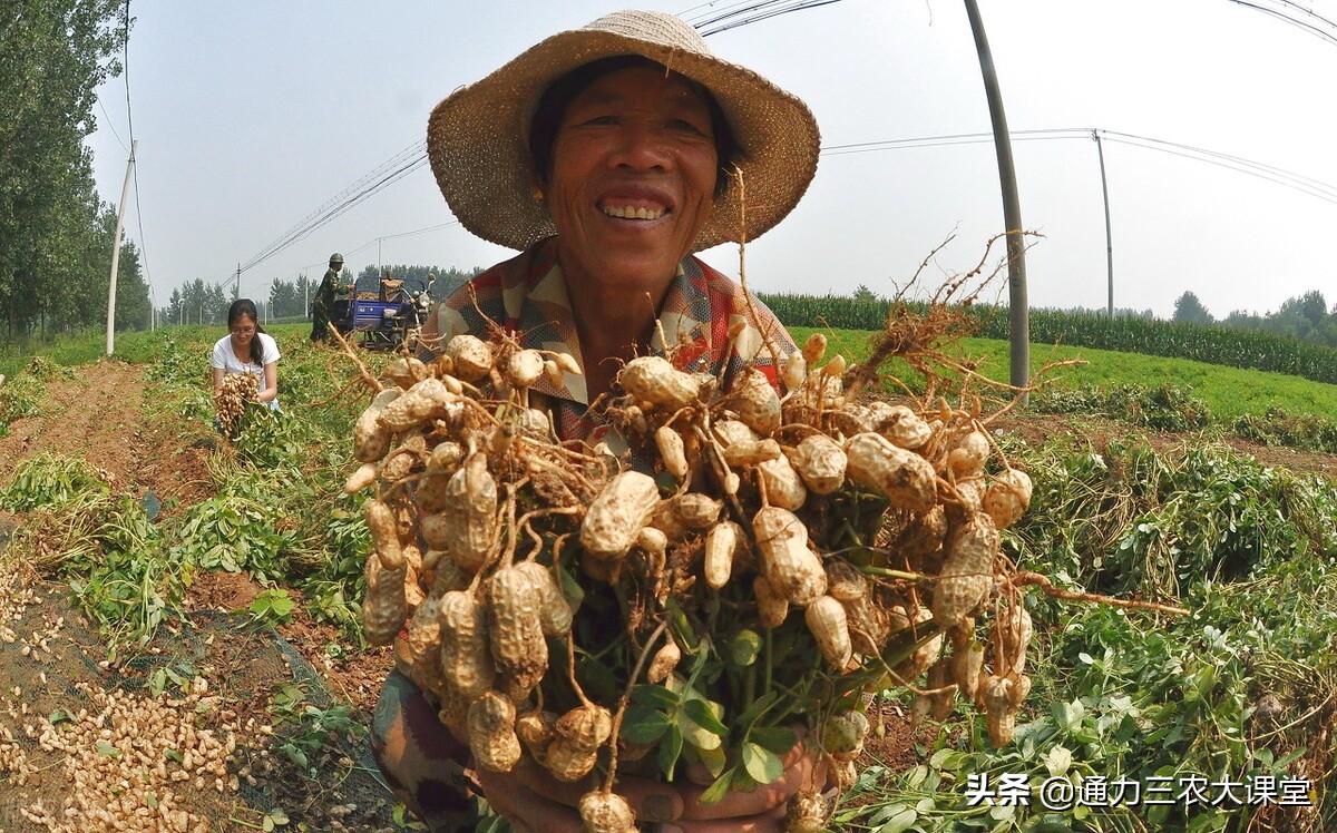 麦茬花生二次追什么肥好,麦茬花生种植技术如何浇水