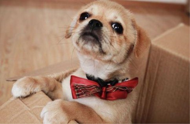 被猫狗咬伤一定要打疫苗吗,被猫狗咬伤几小时内接种狂犬疫苗