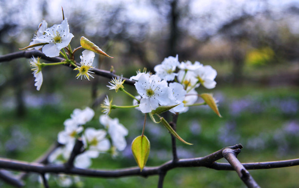 春游江淮请你来滁州版,春游江淮等您来
