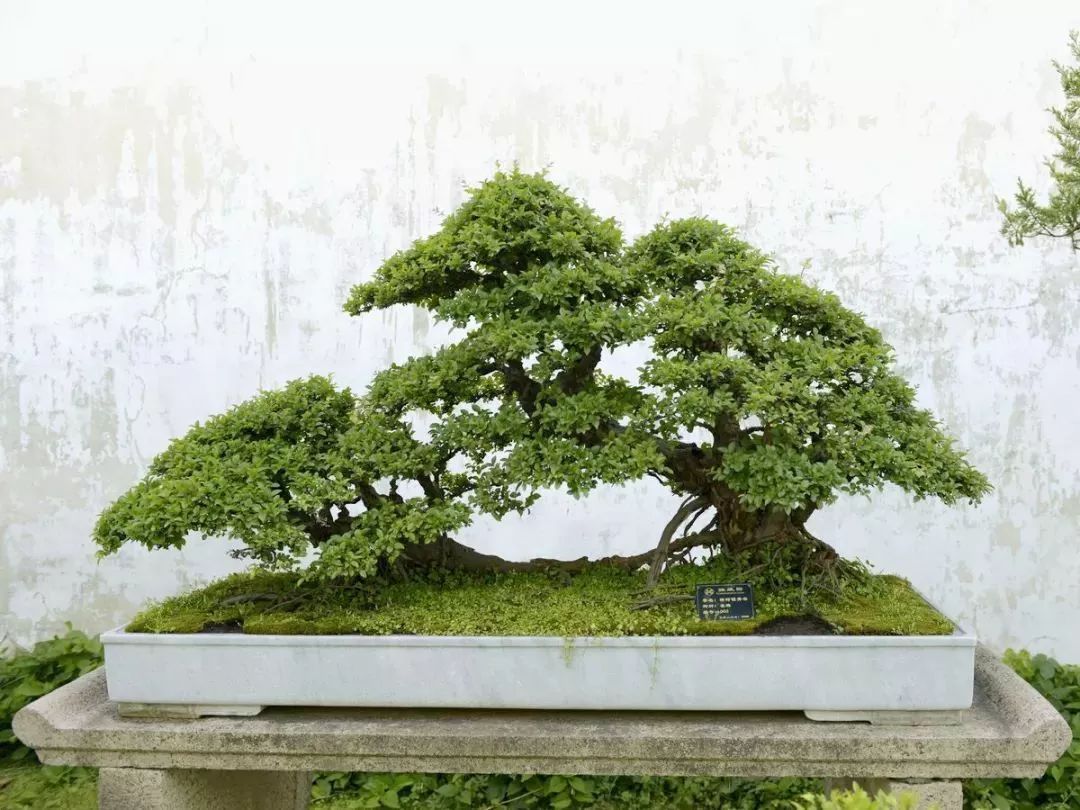 雀梅的习性,雀梅怎样认识