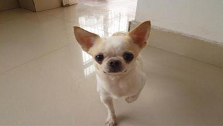 吉娃娃最好的状态,吉娃娃顶端优势