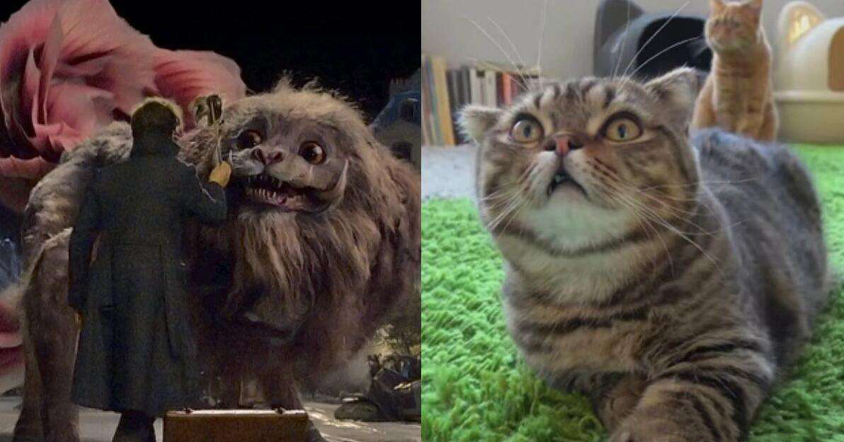 神奇动物2适不适合孩子看,神奇动物2后续剧情