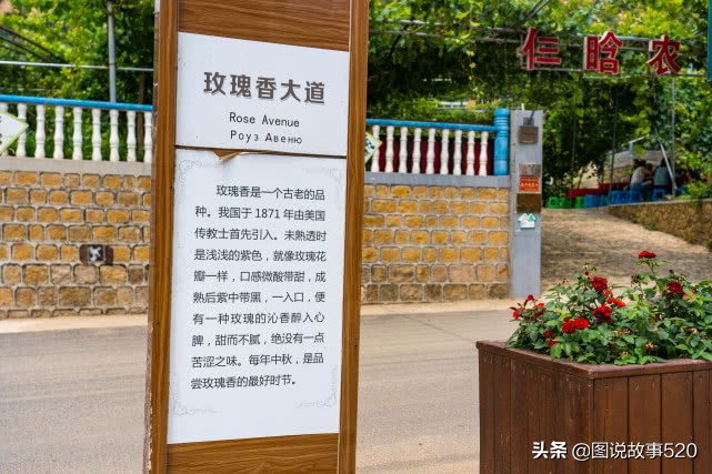 河北葡萄县，名气没*疆新**吐鲁番大，村民自称中国30%干红酒出自这