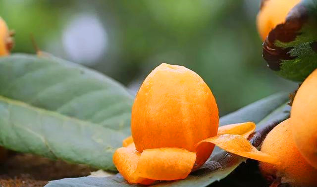 四川的五星枇杷果香浓郁,清甜多汁的大五星枇杷