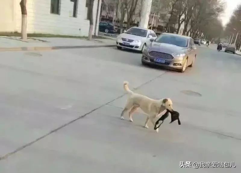 被全网通缉的狗,全网通缉的狗是谁