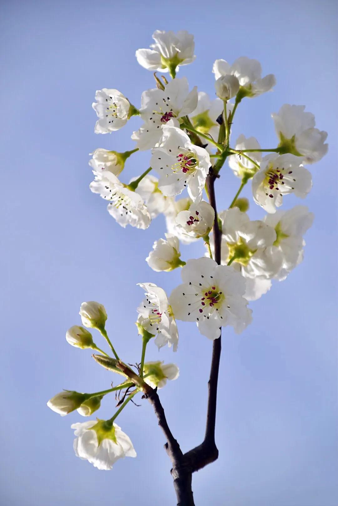 春游梨花林,邂逅三月梨花