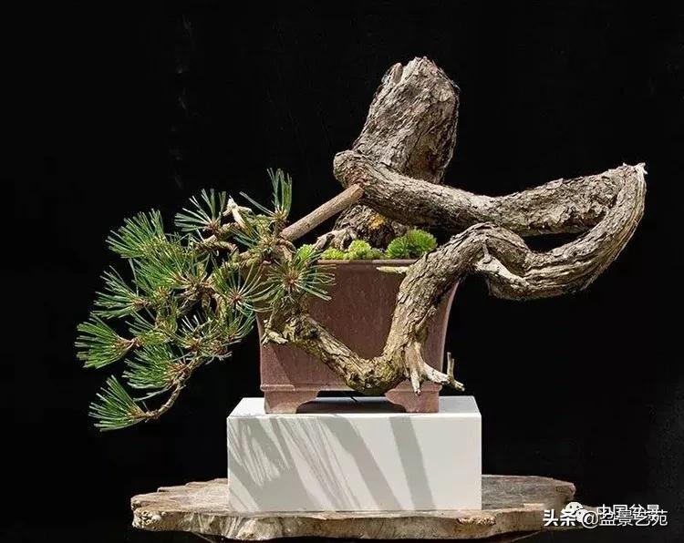 金银花盆景的修剪方法,盆景的修剪知识与技法