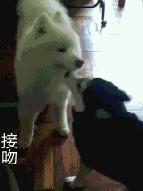 哈士奇和萨摩耶融合起来的样子,哈士奇和萨摩耶的幸福日常