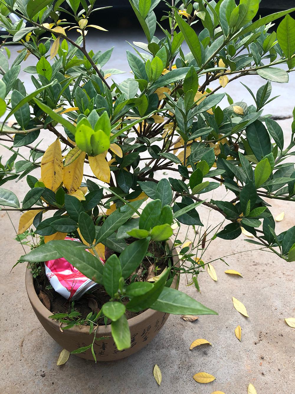 栀子花长势好还掉花苞原因,栀子花长势慢怎么办