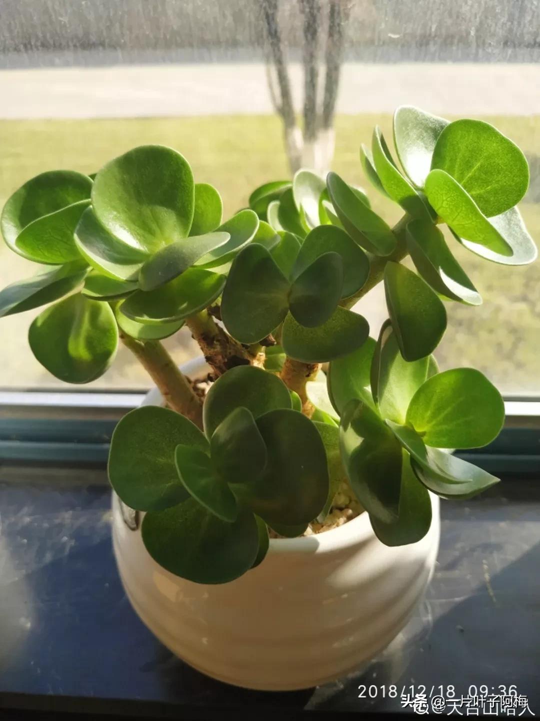 哪些多肉适合养老桩?多肉老桩摆窗台最精致了,看一眼就忘不了