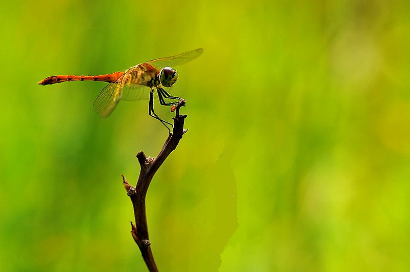 栖息在晚霞中的蜻蜓,栖息在竹林里的蜻蜓