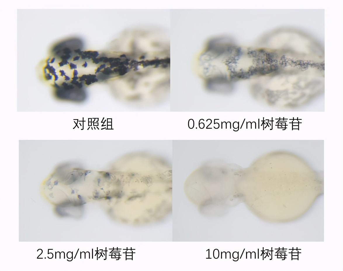 美白产品配方成分表,美白成分排行榜第一名