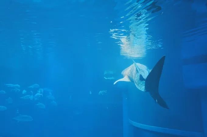 不一样的大阪三日游,瑠璃一束光,值得一来再来