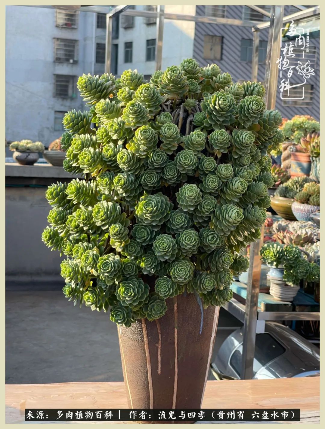 国庆假期你快乐吗？来，凉都美肉与你相伴一一小乌木的霸气东云