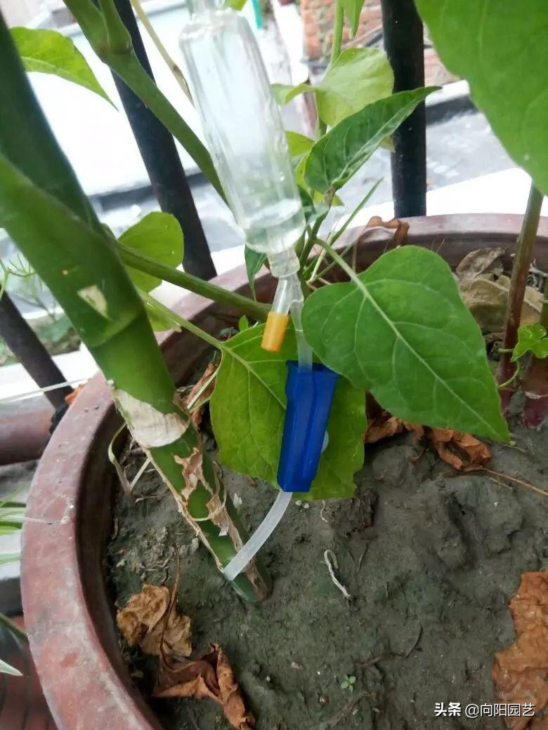 自制夏天自动浇水简易装置,自制室内无人自动浇水神器