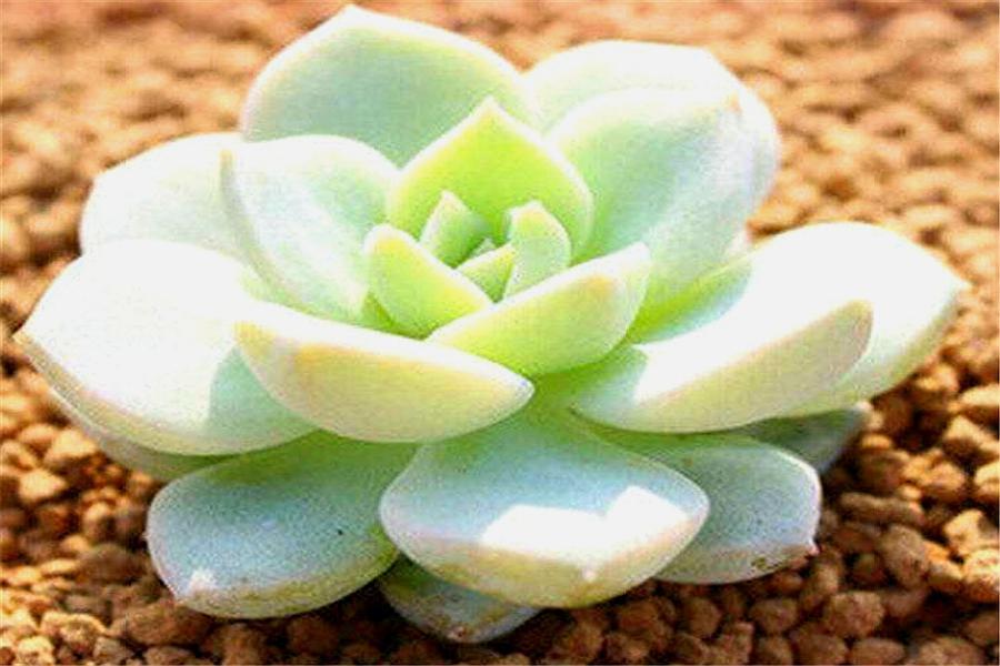 多肉白牡丹徒长图片大全,多肉白牡丹怎么养成老桩