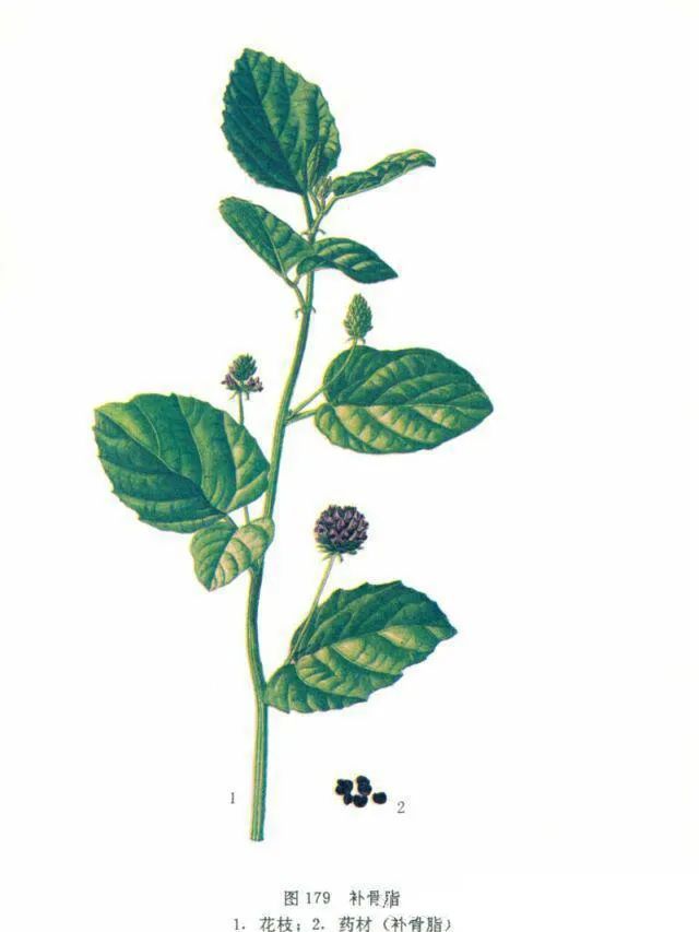 补骨脂的功效与验方,补骨脂性味歌诀