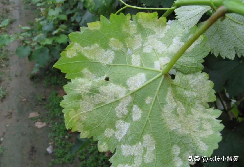 白粉病与白癞病的区别,白粉灰霉霜霉病怎么区分