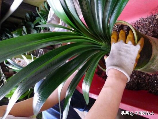 君子兰应该怎么养看完又学到一招,君子兰怎么养才能不乱七八糟