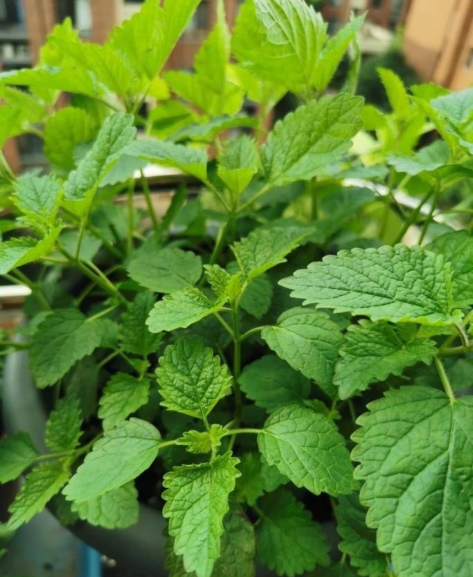 邻居盆栽多蚊虫怎么办呢,邻居养花滋生蚊虫怎么解决