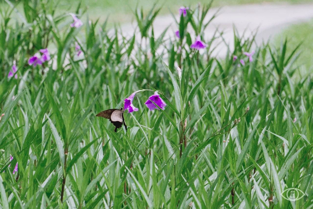 深圳洪湖公园7月18号还有荷花吗,深圳洪湖公园现在有荷花开吗