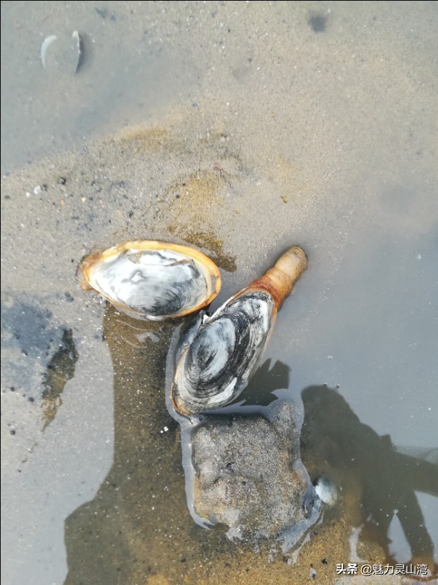 青岛大叔赶海全集,赶海大叔抓海鲜视频