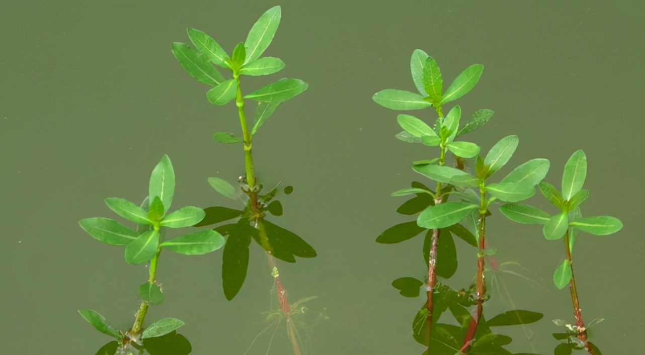 房顶长出杂草怎样消灭,墙里长出的草怎么清除